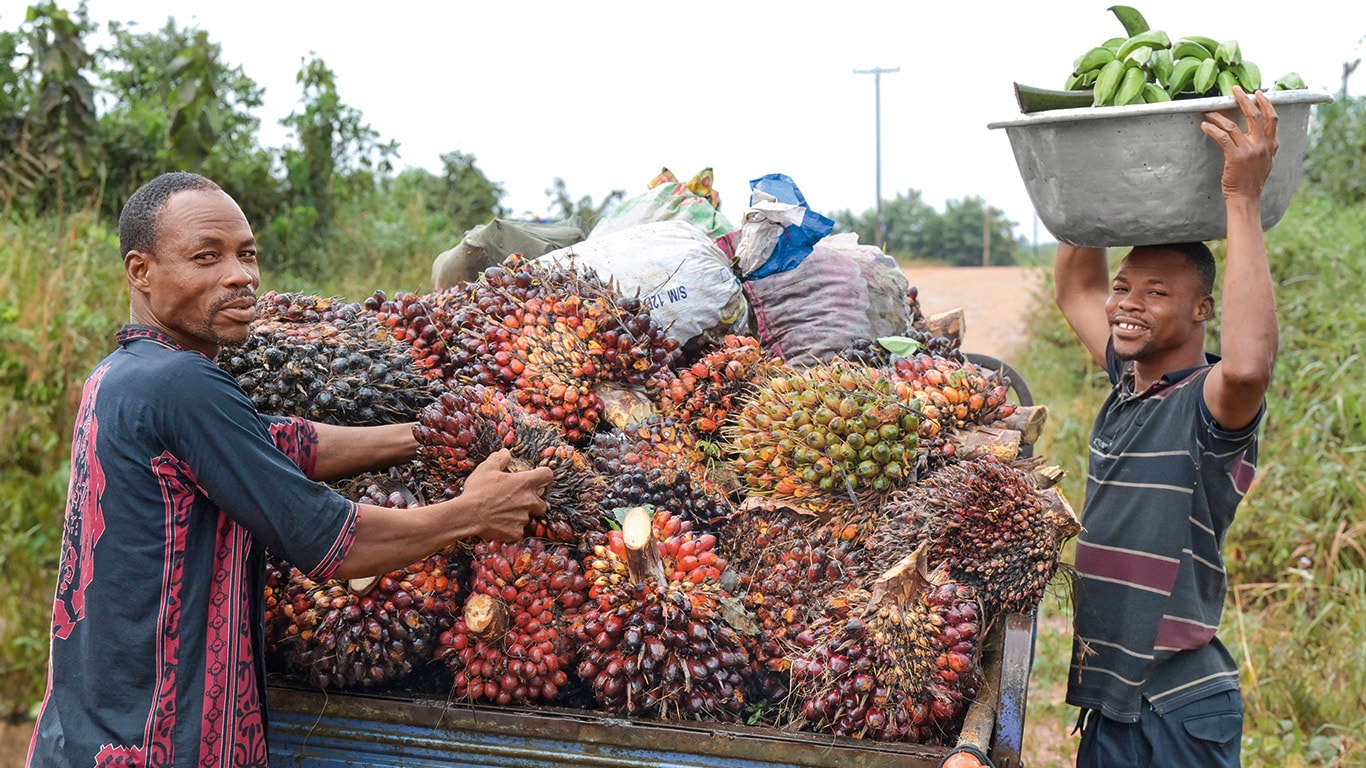 ÎN GHANA, AGRICULTURA ÎNCEARCĂ SĂ SE MODERNIZEZE