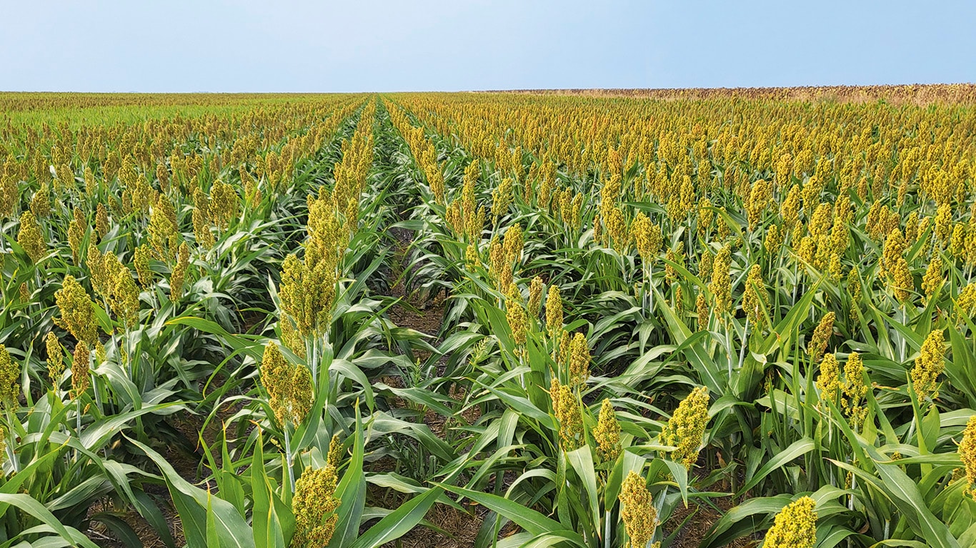 SORGUL, ÎN ARGUMENTELE FERMEI MAXAGRO