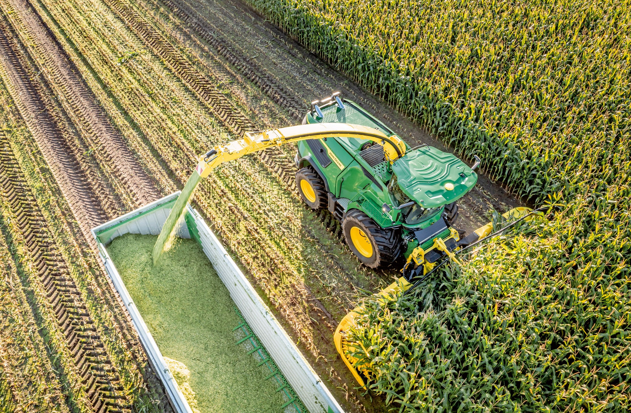 Vedere aeriană a unei combine de furaje John Deere de culoare verde, care recoltează porumb şi transferă furajele tăiate într-o remorcă, într-un lan mare de porumb.